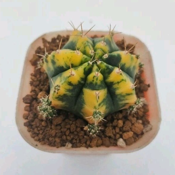 Kaktus Gymnocalycium Mihanovichii Yellow