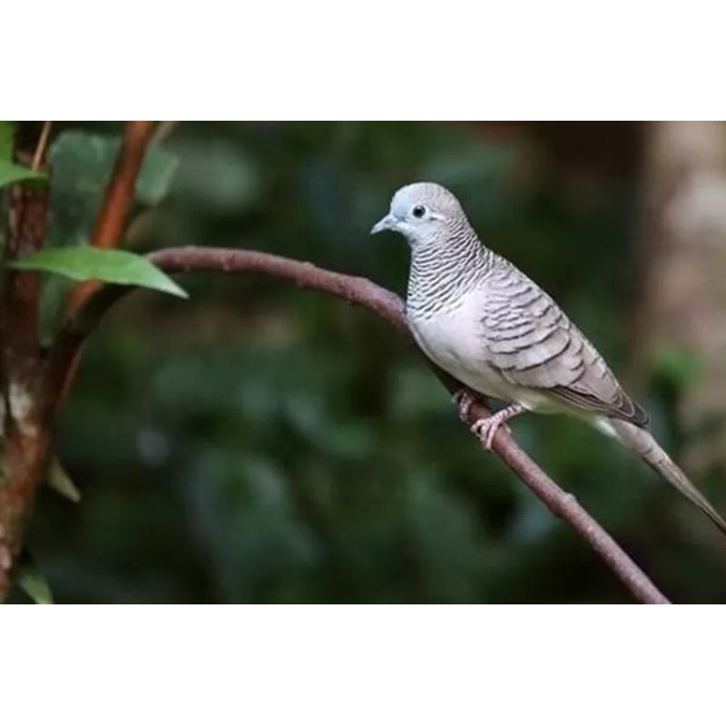 perkutut silver jantan