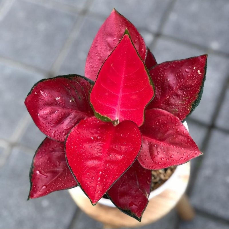 Aglonema Suksom jaipong Tanaman Hias Bunga Aglaonema Murah Merah BUKAN bonggol bibit - Usia Remaja t
