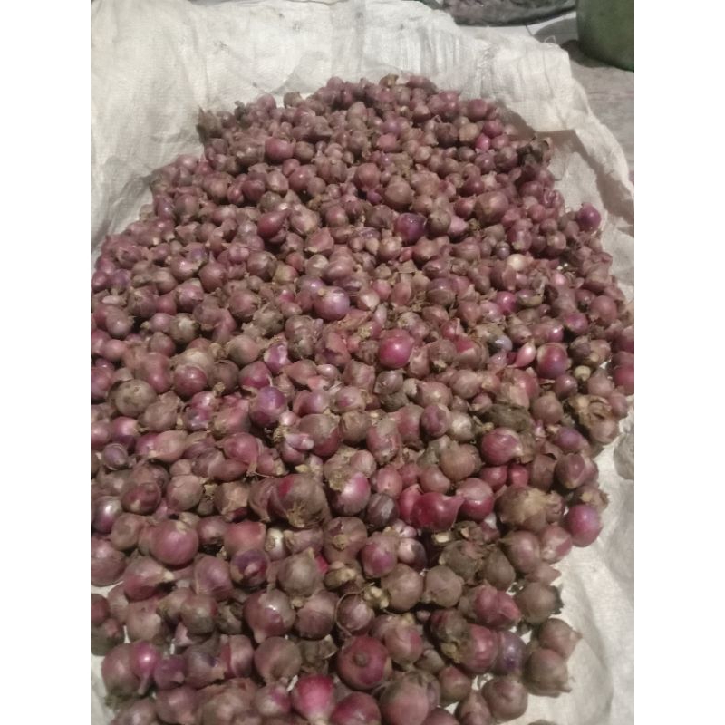 

bawang merah tuktuk