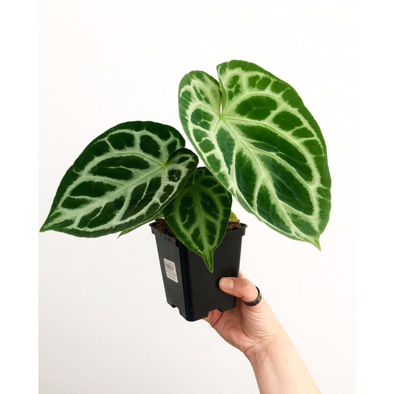 Anthurium Dorayaki silver-dorayaki silver size medium