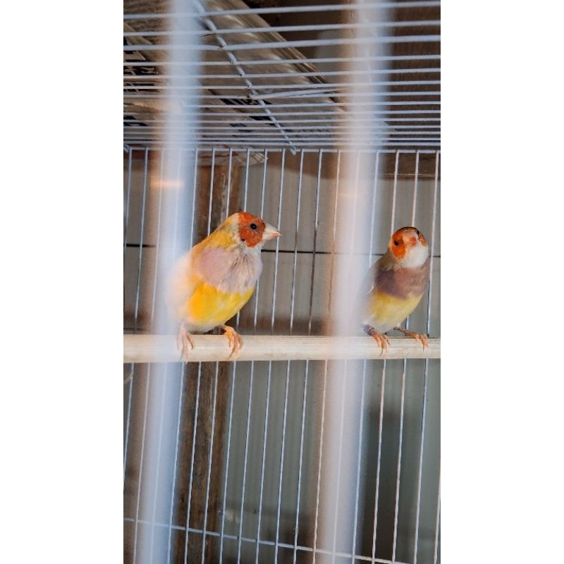 Gould Amadine Kuning indukan