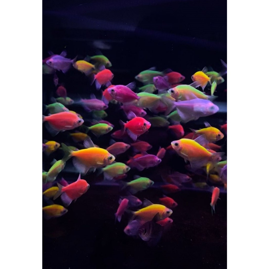 GLOFISH