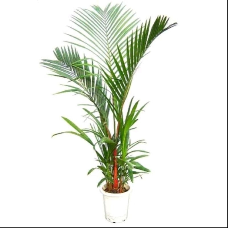 Promo Bisa Cod Tanaman Hias Palem Merah Rumpun + Pot Dan Media Tanaman Tanaman Hias Palem Merah