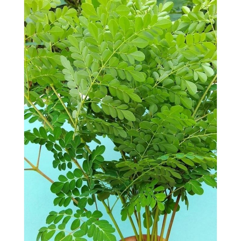 

daun kelor segar per ikat