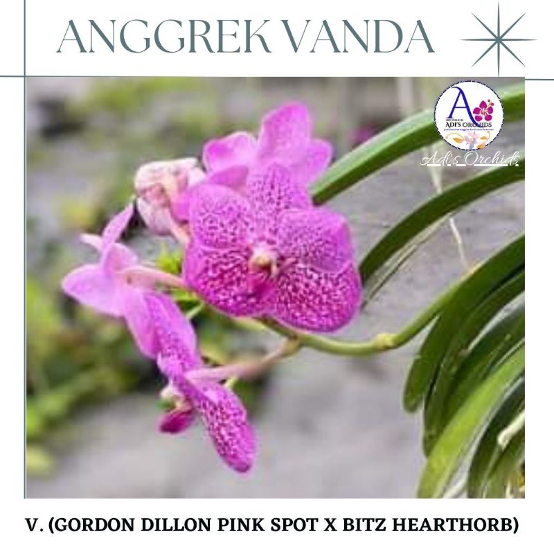 Anggrek Vanda Gordon Dillon Pink Spot x Bitz Hearthorb