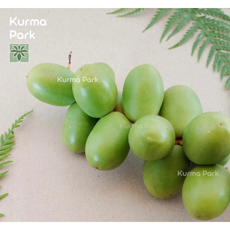 

KURMA MUDA KIMRI PROMIL ( 100% masih fresh)