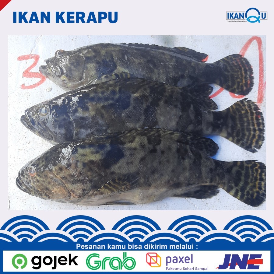 

FRESH Ikan kerapu 1 kg isi 3-5 ekor segar | ikan kerapu fresh (sudah bersih sisik isi perut dan insang) Grouper fish