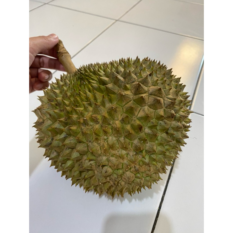 Durian Montong Batu Utuh Premium Manis Lumer Bandung