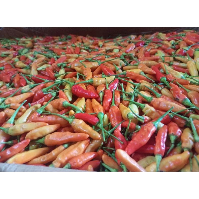 

cabe rawit merah - ori 212