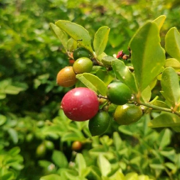 Tanaman Buah Jeruk Kingkit