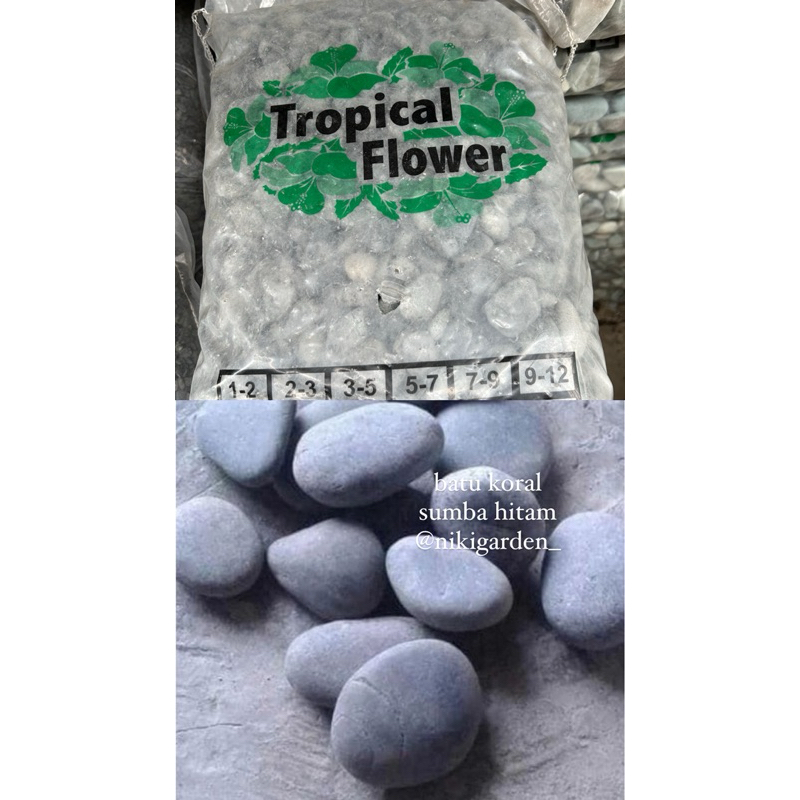 BATU KORAL TAMAN / BATU KORAL SUMBA HITAM