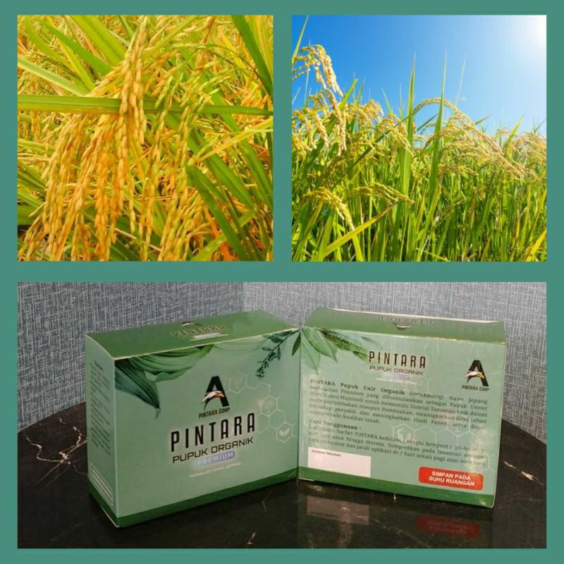 Cuci gudang Promo 2 box Pintara Pupuk Organik nano terbaik menghemat 50-75% pupuk kimia urea dan npk