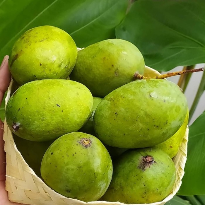

Buah Mangga Kweni 1kg manis asam wangi, Ready Stock Delivery Jogja