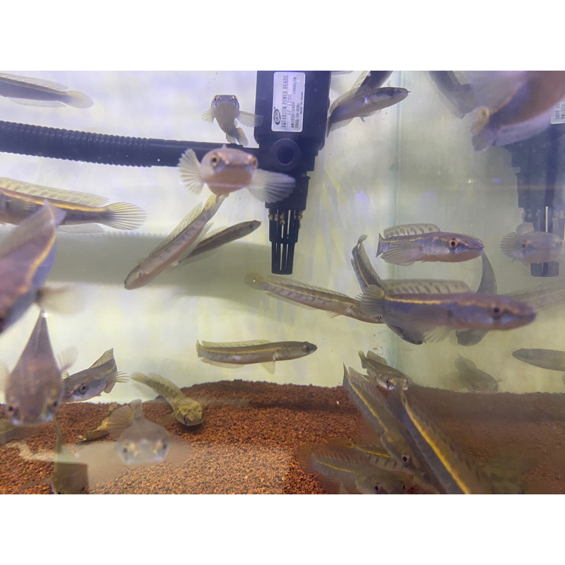 Chana Maru yellow sentarum 8-10cm