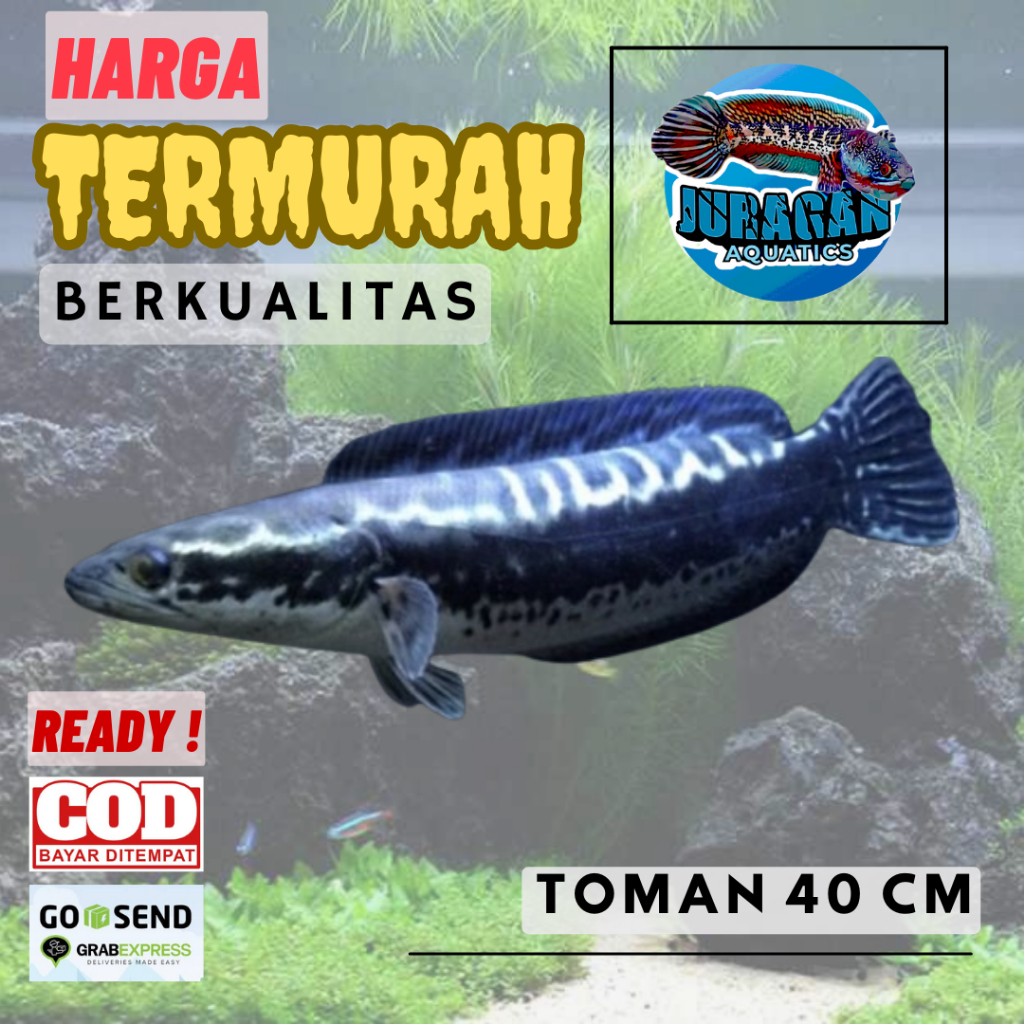 Gabus Toman Jumbo 40cm Galak Untuk Tankmate - Channa Toman Jumbo Ikan Predator - Ikan Predator Toman Jumbo 25-40cm