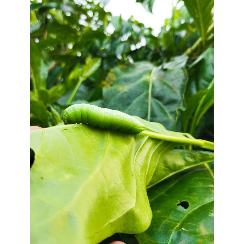 ULAT PACE / MENGKUDU UMPAN MANCING PATIN, BAWAL, GURAME, DLL