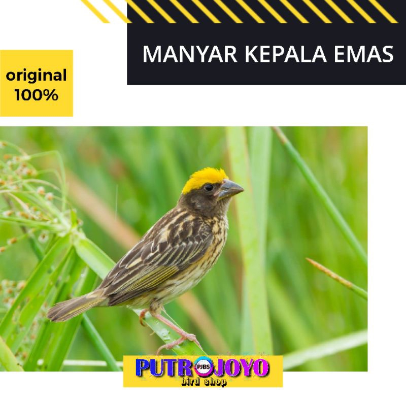 BURUNG MANYAR KEPALA EMAS JANTAN BAHAN bukan kenari gelatik finch