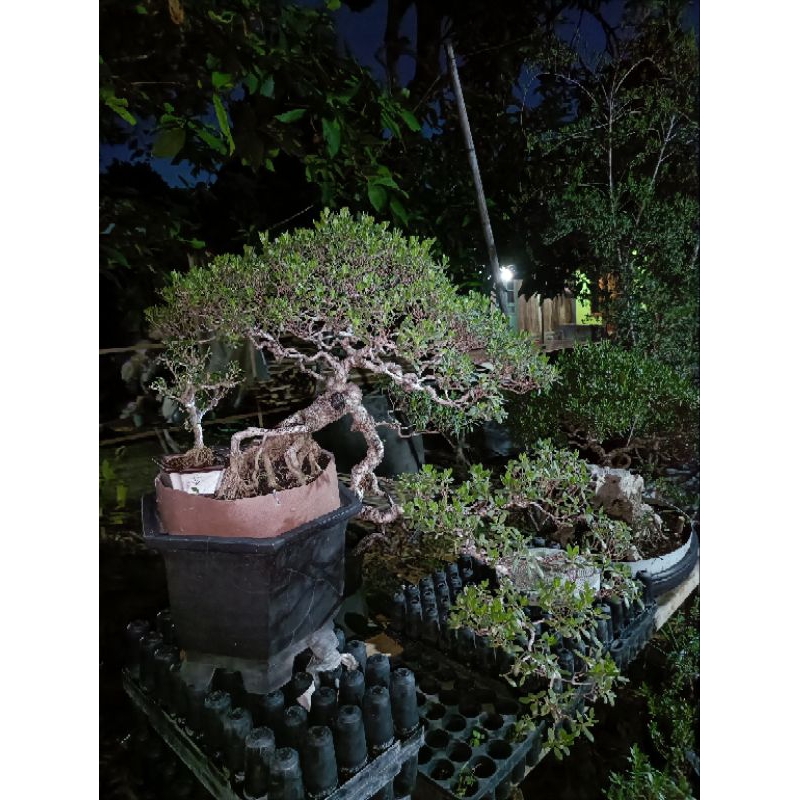BONSAI SANTIGI CASCADE PROSPEK