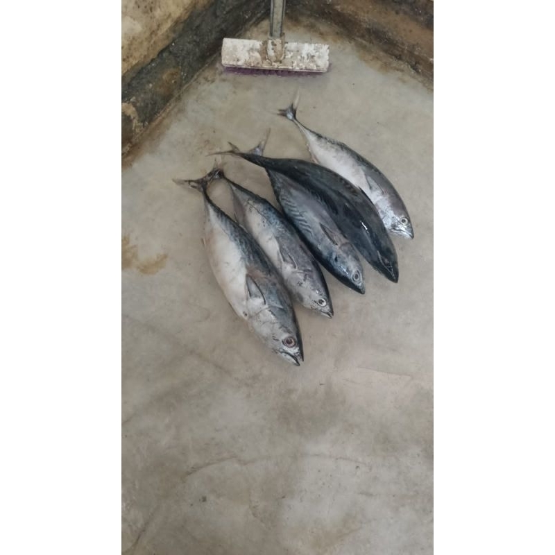 

remukan iwak tongkol