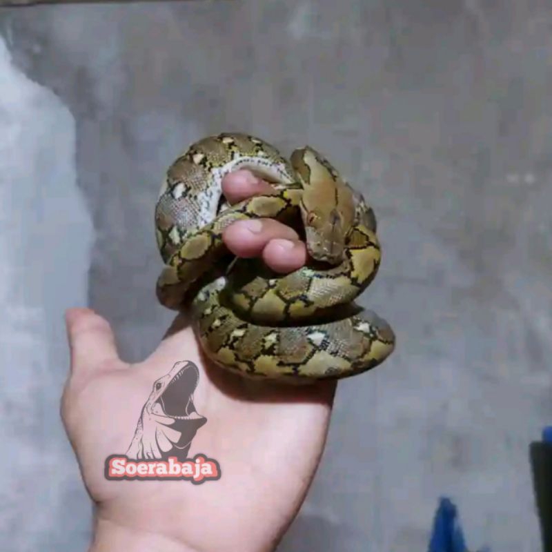 Retic Baby/Retic CB Jawa murah