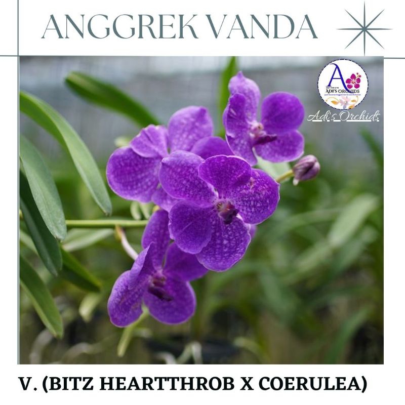 Anggrek Vanda Bitz Hearthrob x Coerulea