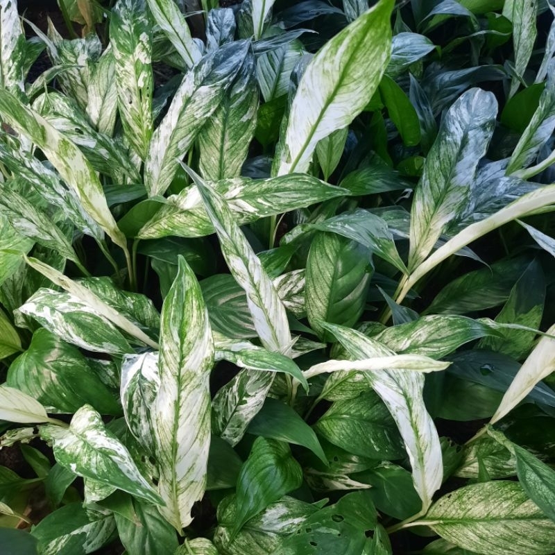 Spatyphyllum variegata (Peace Lily variegata)