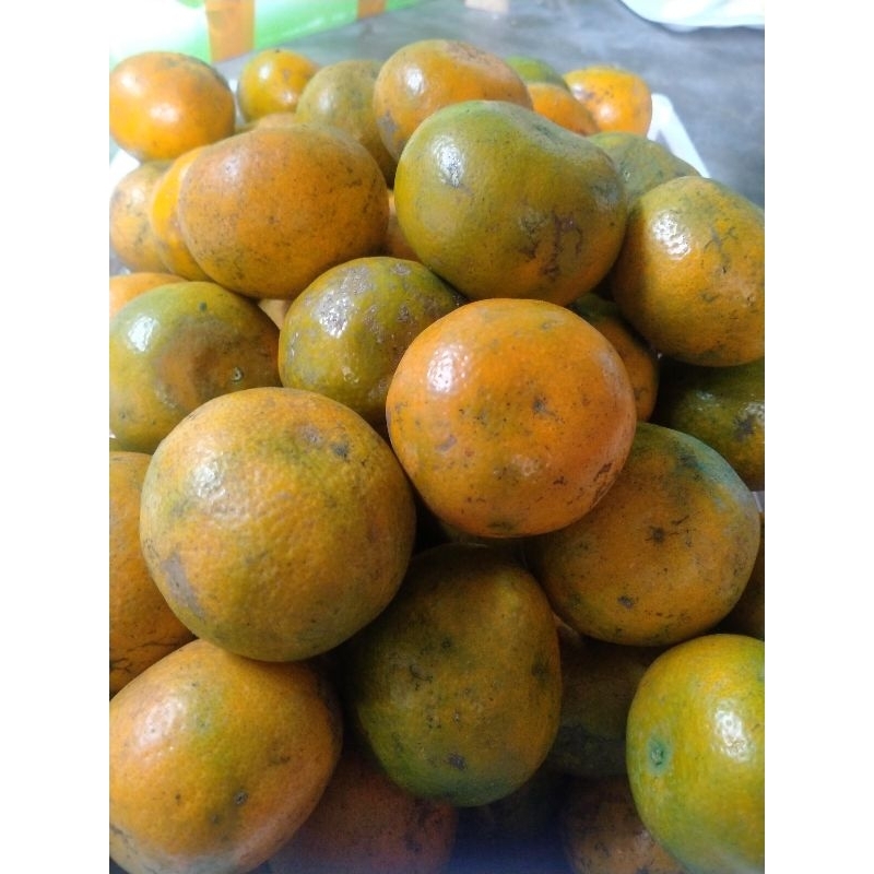 

jeruk manis asli berastagi kemasan 1 kg
