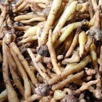 

Temu kunci super segar 250gr