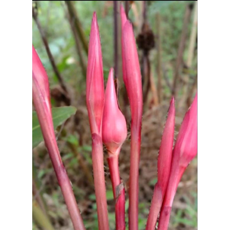 

ROMBEH SEGAR BUNGA HONJE PER PCS