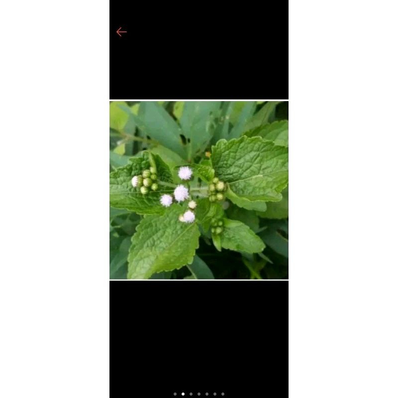 

DAUN BANDOTAN SEGAR OBAT MAG,OBAT LAMBUNG 200gram