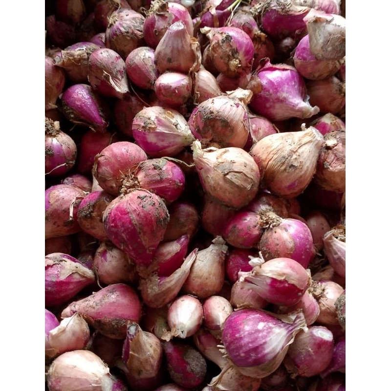 

Bawang Merah Lokal Bawang Merah Kering Brambang
