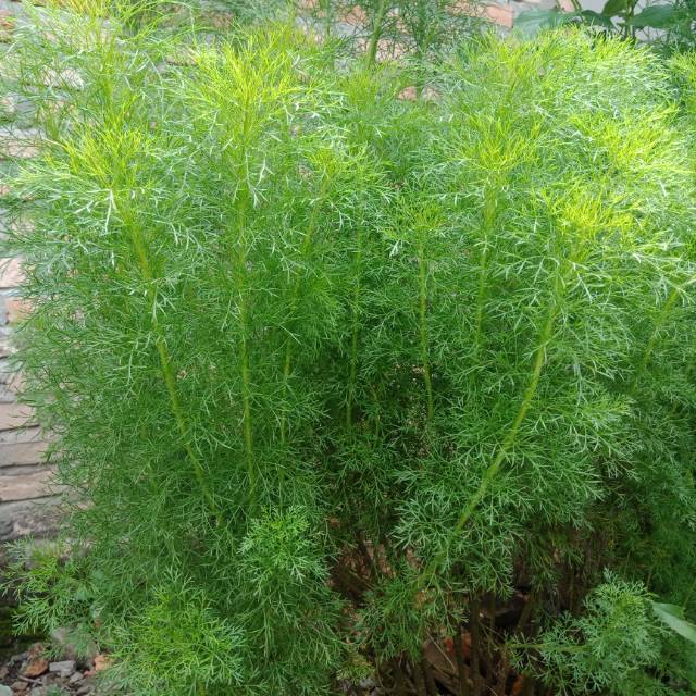 Bibit Benih Anise Adas Manis (200 Butir)