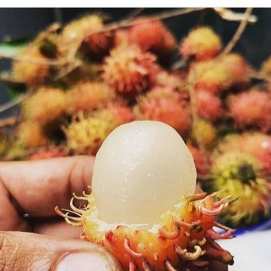 

Rambutan Rapiah Manis 1iket