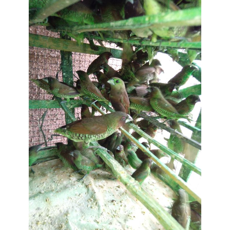 Burung Emprit Cantik Pelangi Warna Warni Beli 15 Gratis 1.