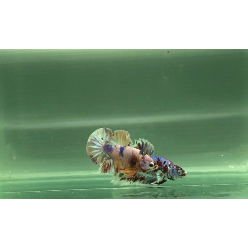 cupang rosegold barongsai