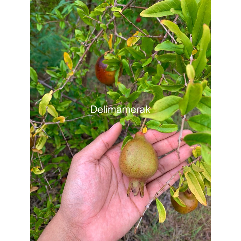 

Buah delima muda kecil 1 buah