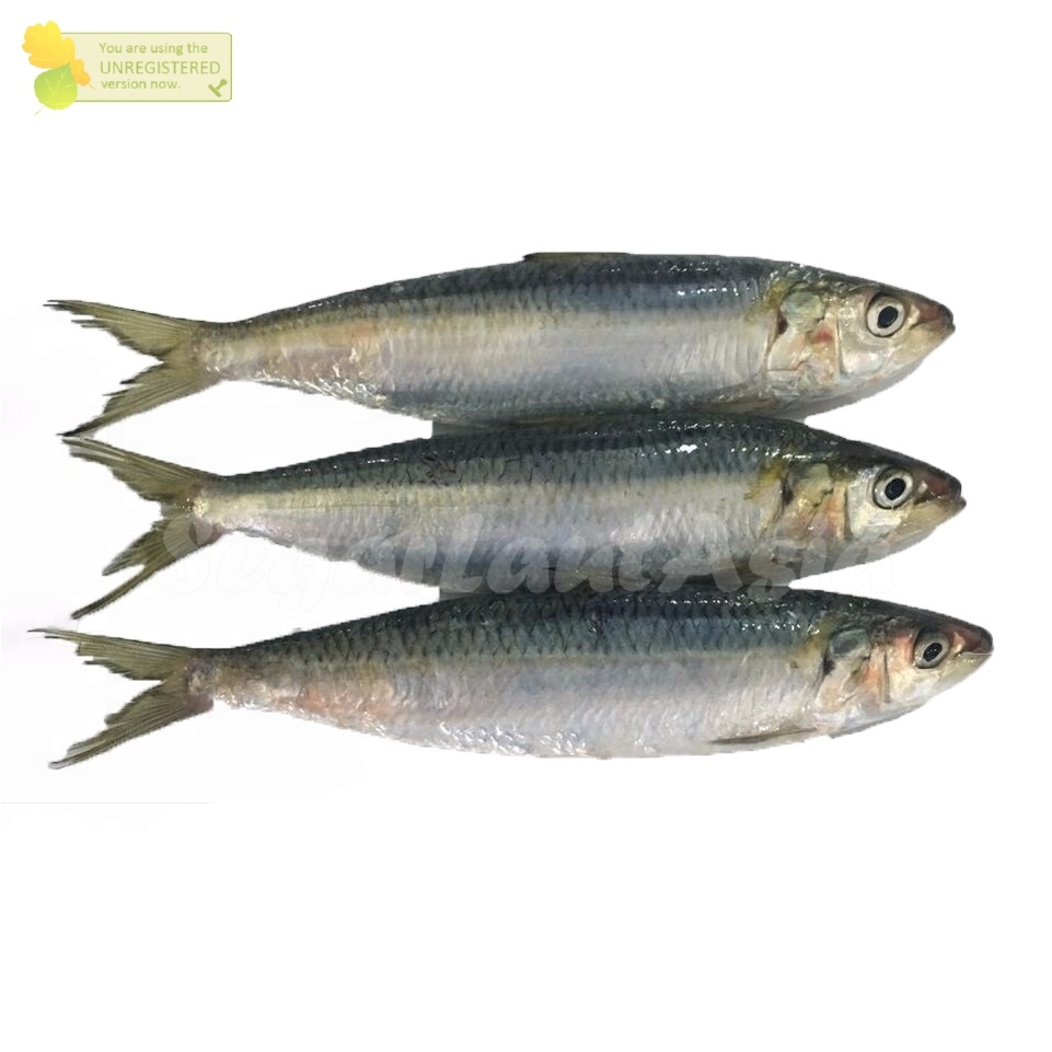 

Ikan Sarden Segar Sardien Ikan Sarden 1Kg