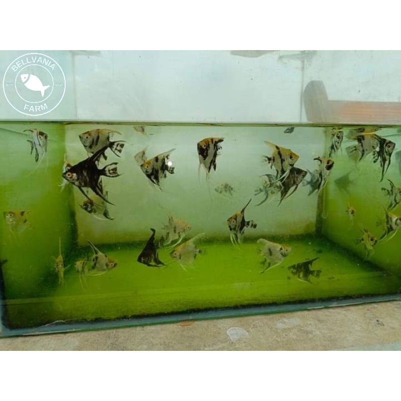 hiasan manfish tricolor