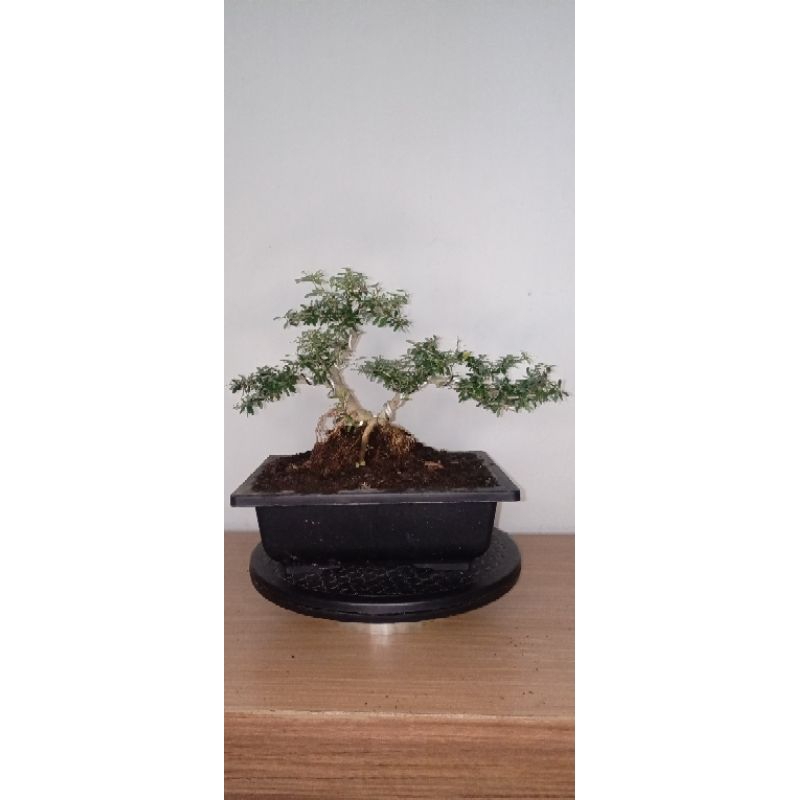 bonsai saeng simbur mikro vietnam