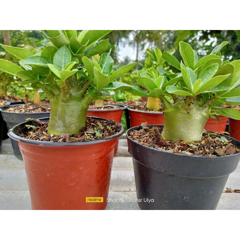 Adenium Arabicum godji. nomsod series