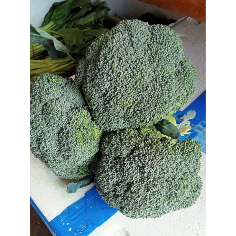 

Brokoli import 1 kg