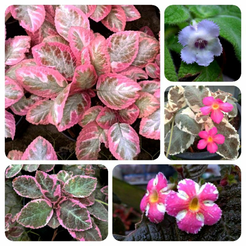 Episcia Cleopatra / Episcia Import