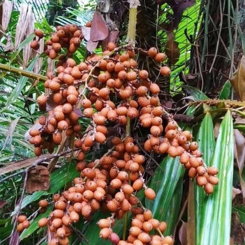 buah rotan, biji rotan harga grosir 1kg 37rb