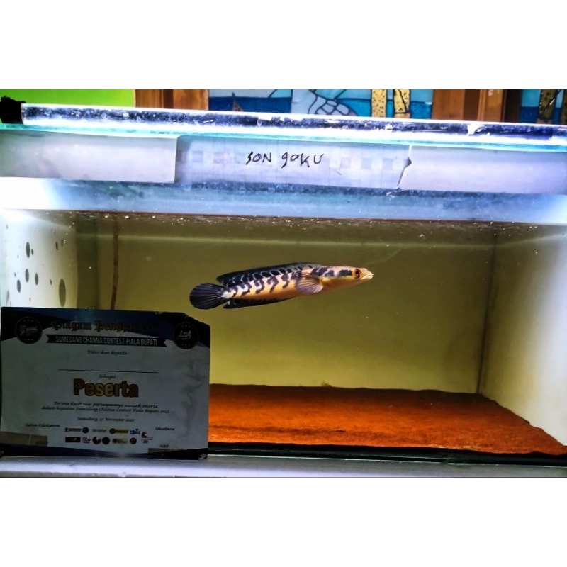 Maru.Ys.Calon.Kontes.20-25.cm