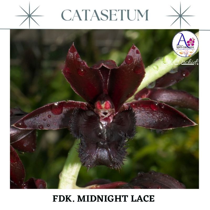Anggrek Catasetum FDK. Midnight Lace