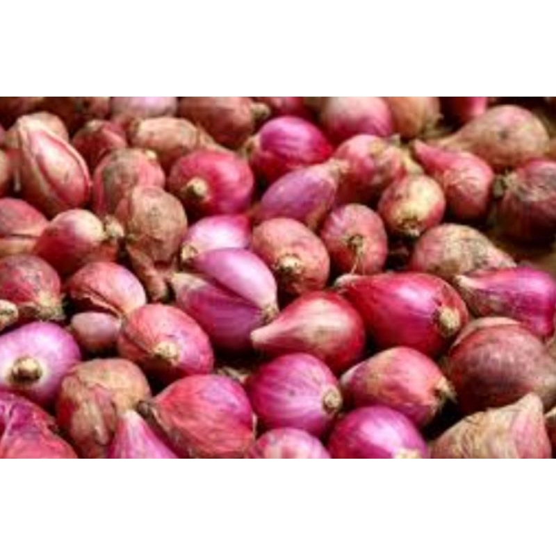 

bawang merah besar