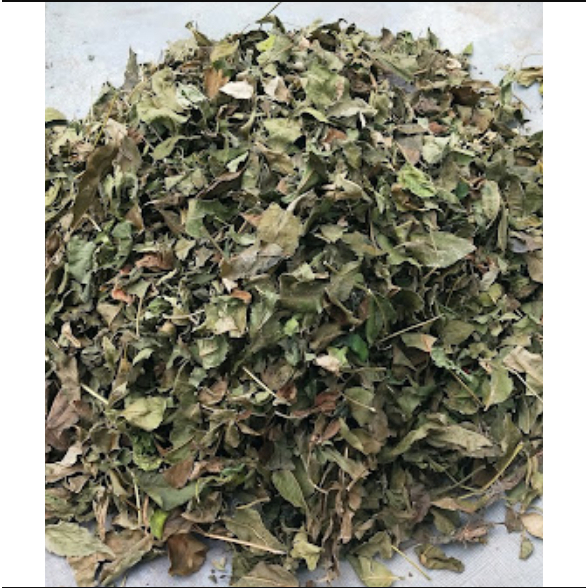 

Daun Mimba Kering Alami/ Daun Mindi Kering