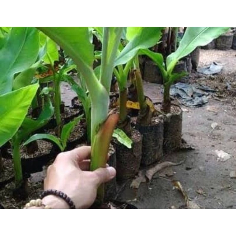Tanaman Pisang Kepok Super