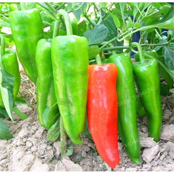 15 /Biji Benih Cabe Hijau Besar Big Green Pepper Cabai Jumbo